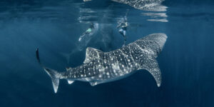 hiu paus whale shark sumbawa